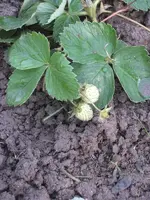 garten 09 003.webp