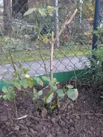 garten 09 004.webp