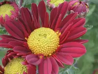 garten 09 007.webp