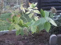 garten 09 011.webp