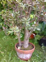 DSC00051.webp