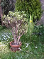 DSC00056.webp