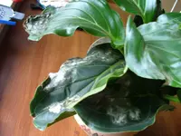 DSCF0161.webp