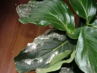 DSCF0162.webp