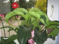 004.webp