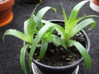 DSCF9529.webp