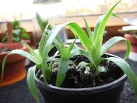 DSCF9530.webp