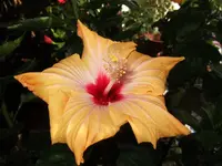 DSCF9494.webp