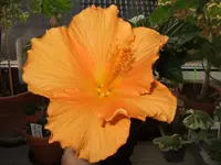 DSCF9518.webp