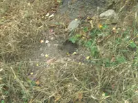 BILD4089.webp