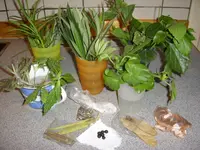 STA40214.webp
