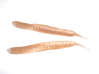 STA40151.webp