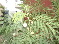 STA40149.webp