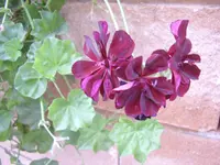 STA40156.webp