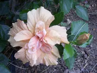 STA40157.webp