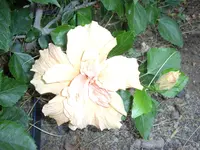 STA40158.webp