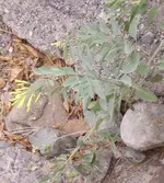 STA40164.webp