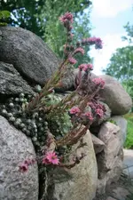 Steinmauerpflanze blüht_2_klein.webp