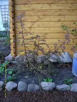 Myrthenaster ganz.webp