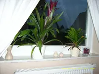 Fensterbank.webp