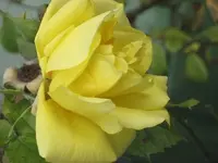 garten 09 013.webp