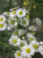 garten 09 012.webp