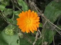 garten 09 009.webp