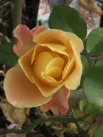 garten 09 008.webp
