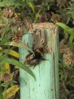 garten 09 007.webp