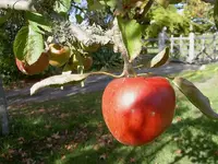 Herbst 364 v.webp