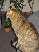 Katzen 002.webp