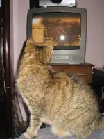 Katzen 006.webp