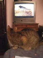 Katzen 008.webp