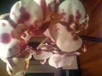 oechiden bilder 002.webp