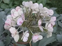 garten 09 024.webp