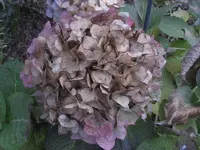 garten 09 030.webp