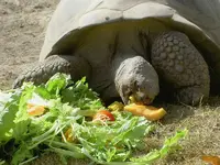 Auckland Zoo.webp