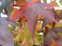 Bild 071.webp