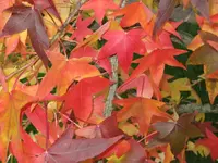Bild 072.webp