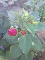 DSC00307.webp