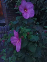 DSC00313.webp