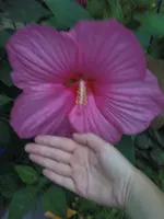 DSC00314.webp