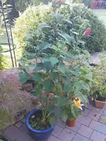 DSC00309.webp