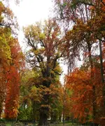 P1090588_500_600.webp