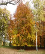 P1090616_500_600.webp