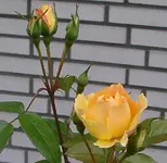 IMGP2916 - 2009-11-01 gelbe rosen hinten.webp