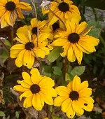 IMGP2922 - 2009-11-01 - rudbeckie.webp
