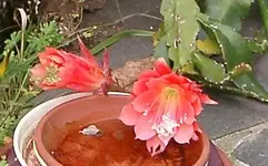 IMGP2925 - 2009-11-01 epiphyllum.webp