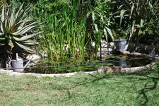 Teich2.webp