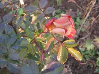 017.webp